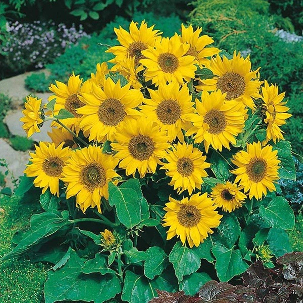 Mini dwarf sunflower grown from seeds with compact stems and cheerful yellow blooms